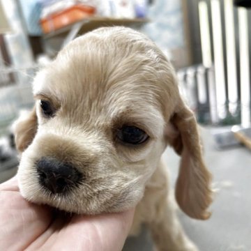 アメリカンコッカースパニエル【鹿児島県・男の子・2025年10月9日・バフ】の写真「かなり甘ちゃんで自分時間を持ってる子」