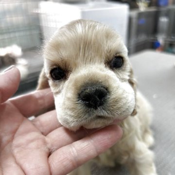 アメリカンコッカースパニエル【鹿児島県・男の子・2025年4月3日・バフ】の写真「綺麗系顔の男の子」