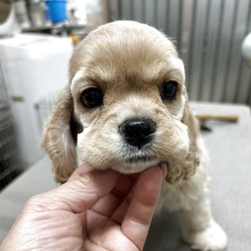 アメリカンコッカースパニエル【鹿児島県・女の子・2025年10月30日・バフ】の写真「女の子らしいキュッとしたお顔」
