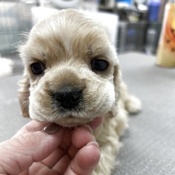 アメリカンコッカースパニエル【鹿児島県・女の子・2025年4月3日・バフ】の写真「一回りこじんまりと可愛いさ満点の女の子」