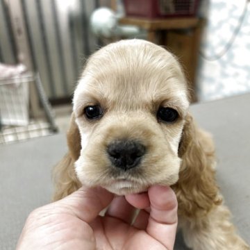アメリカンコッカースパニエル【鹿児島県・女の子・2025年9月11日・バフ】の写真「ブラックママ譲りの色素の濃さ」