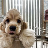 アメリカンコッカースパニエル