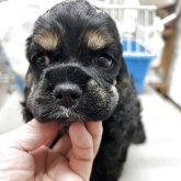 アメリカンコッカースパニエル