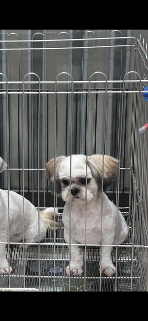 シーズー【・女の子・2019年2月18日・ゴールド&amp;ホワイト】