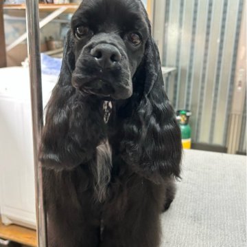 アメリカンコッカースパニエル【鹿児島県・男の子・2023年5月4日・ブラック】の写真「とにかく明るい」