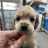 アメリカンコッカースパニエル