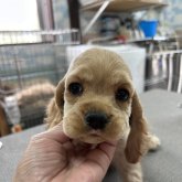 アメリカンコッカースパニエル