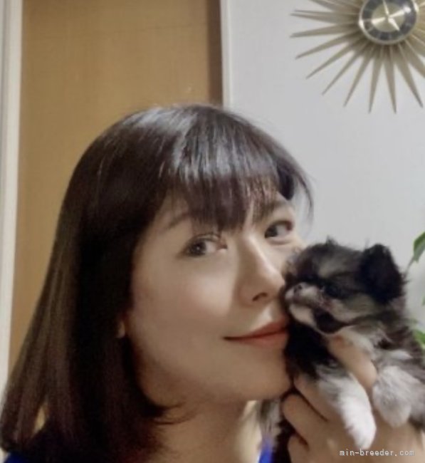 性格も可愛く育てやすいように配慮しています｜加藤田　薫(かとうだ　かおる)ブリーダー(福岡県・チワワ(ロング)など・JKC登録)の紹介写真1