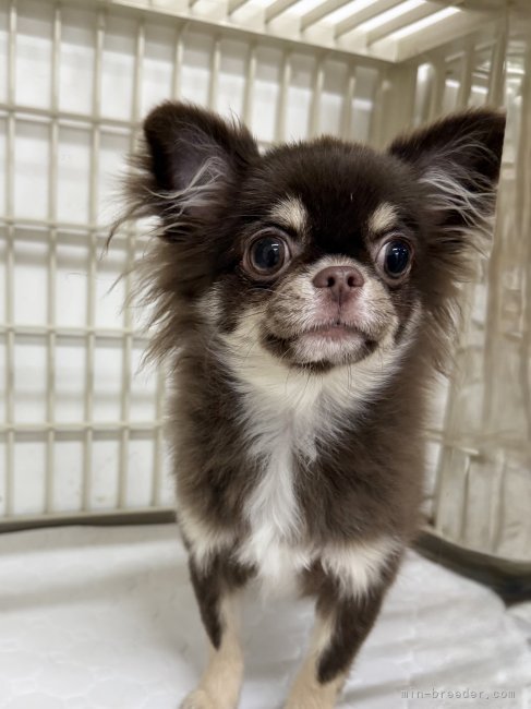 加藤田薫ブリーダーのブログ：こむぎちゃんからご挨拶😊