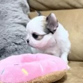 チワワ(ロング)【福岡県・男の子・2025年11月11日・ホワイト&フォーン パーティ】の写真7「鼻が短く潰れたお顔立ち。マズルもしっかり横に張っています🎶」