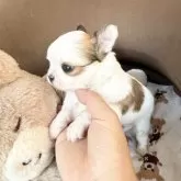 チワワ(ロング)【福岡県・男の子・2025年11月11日・ホワイト&フォーン パーティ】の写真5「お顔も体もまんまるさん😊とても愛らしいです❤️」