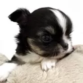 チワワ(ロング)