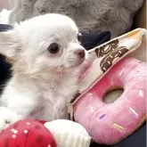 チワワ(ロング)