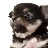チワワ(ロング)