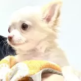 チワワ(ロング)