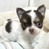 チワワ(ロング)