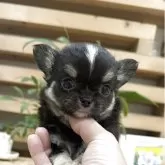 チワワ(ロング)