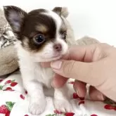 チワワ(ロング)