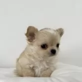 チワワ(ロング)