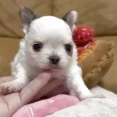 チワワ(ロング)【福岡県・男の子・2025年11月11日・ホワイト&フォーン パーティ】の写真3「目が離れて付いて顔幅があります。頭の張りもあって美しいアップルヘッドですね❤️」