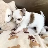 チワワ(ロング)【福岡県・男の子・2025年11月11日・ホワイト&フォーン パーティ】の写真9「お目目周りがパンダさんみたいでしょう😊とってもキュートです♪」