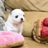 チワワ(ロング)【福岡県・男の子・2025年11月11日・ホワイト&フォーン パーティ】の写真8「柔らかいお顔立ちて、おっとりぽやんと癒し系のぼくちゃん💙」