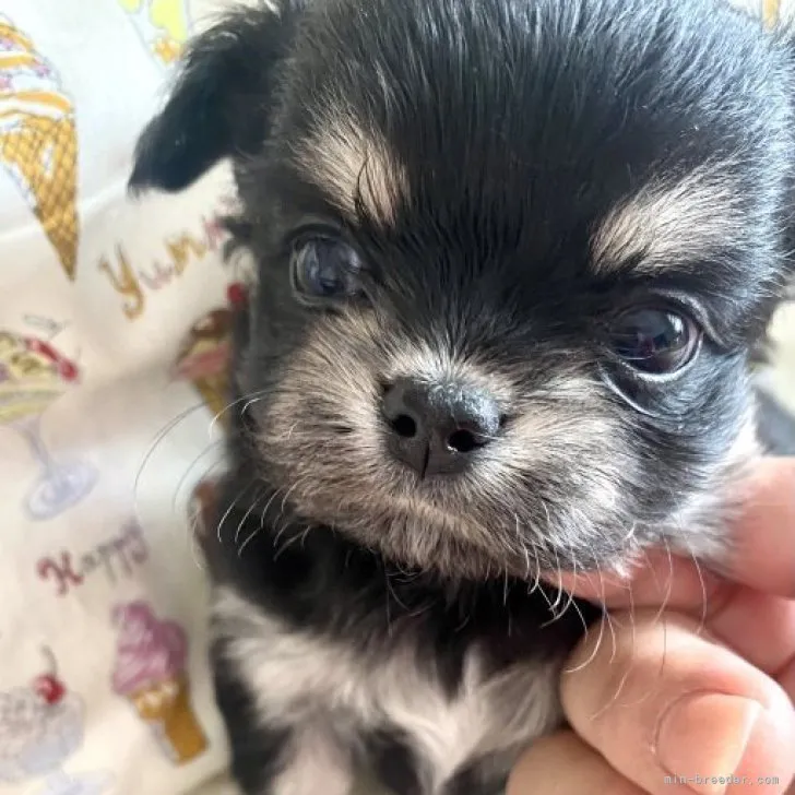 ID：2310-02359の子犬