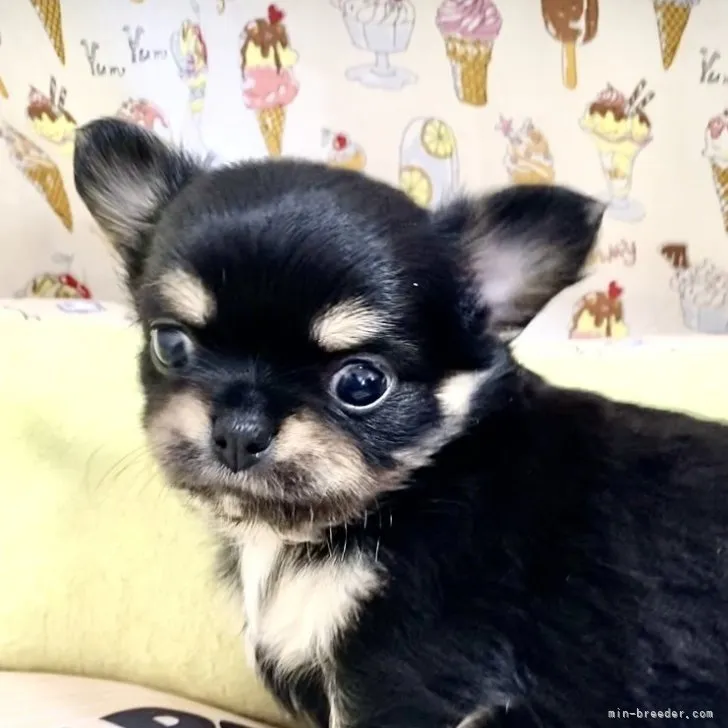 ID：2307-06636の子犬