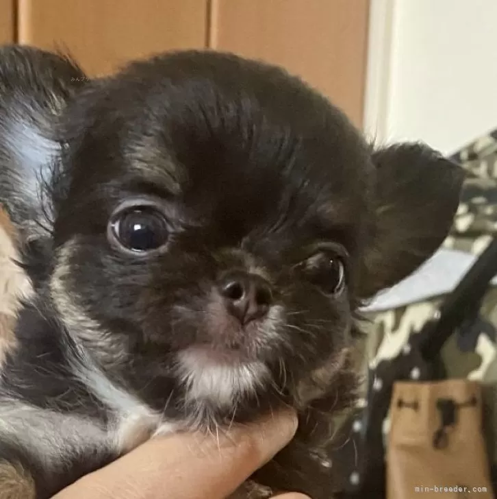 なお 様のお迎えした子犬