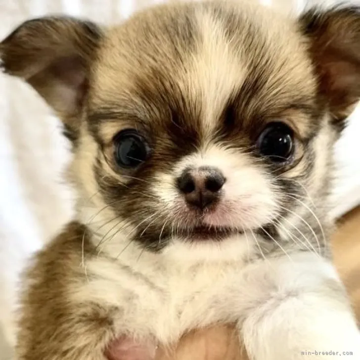 ID：2310-02249の子犬