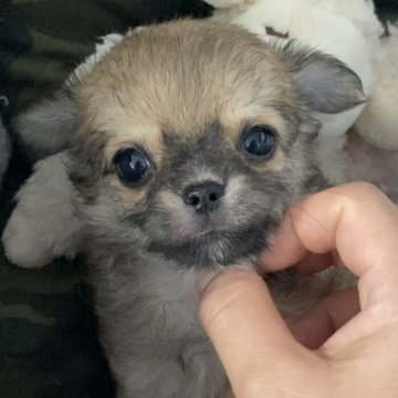 チワワ(ロング)【福岡県・女の子・2024年7月24日・フォーン&ホワイト】の写真「甘えん坊の可愛い姫🩷最終価格です！」