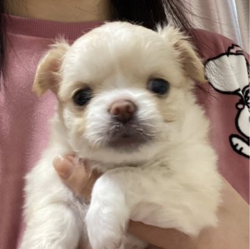 チワワ(ロング)【福岡県・女の子・2023年11月22日・クリーム&ホワイト】の写真「柔らかいカラーの女の子です🎵」