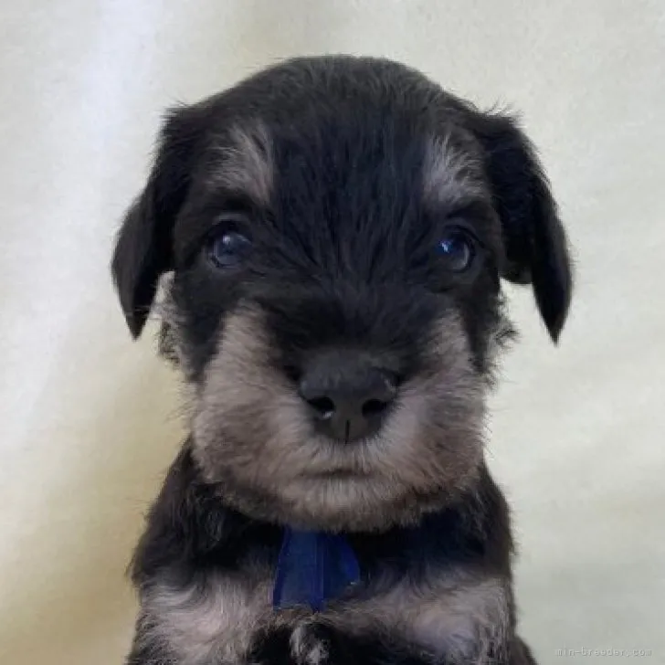 ID：2305-01822の子犬