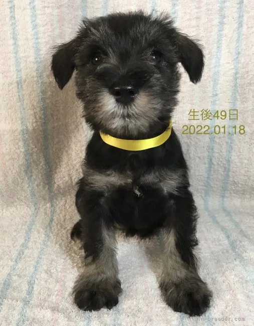 ID：2112-01116の子犬