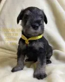 ミニチュアシュナウザー【長野県・男の子・2022年5月31日・ソルトアンドペッパー】の写真3