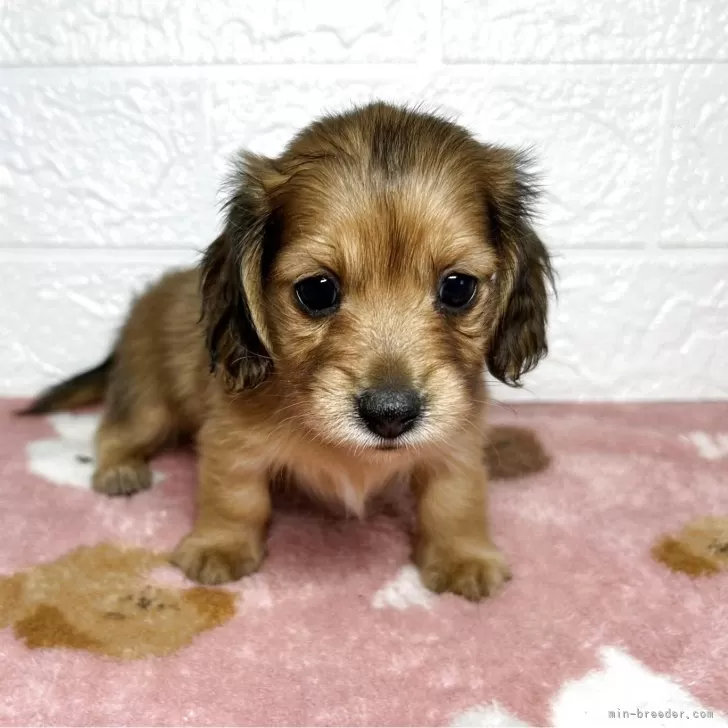 ID：2512-06307の子犬