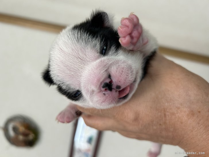 天野真里ブリーダーのブログ：玲ベビー生後12日目