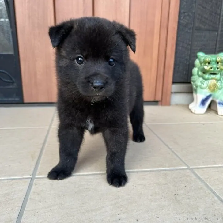 ID：2306-06310の子犬