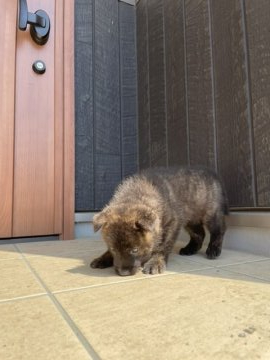甲斐犬【愛媛県・男の子・2021年7月24日・赤虎毛】の写真「1番活発な子です。」