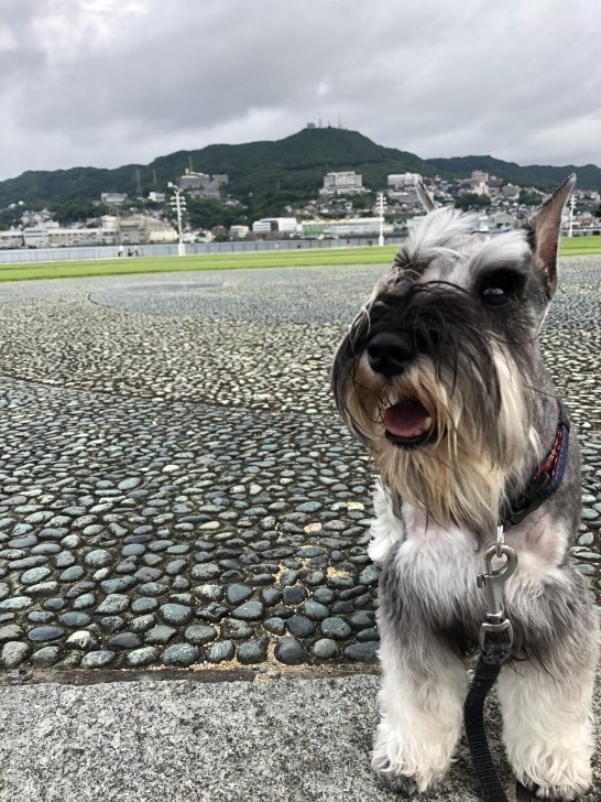 吉田優ブリーダーのブログ：犬生2度目の誕生日！