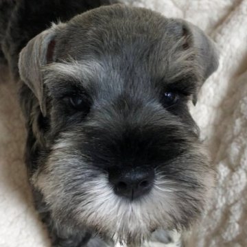 ミニチュアシュナウザー【長崎県・男の子・2025年10月6日・ソルト&ペッパー】の写真「健康診断異常無し！
お問い合わせ、お待ちしてます」