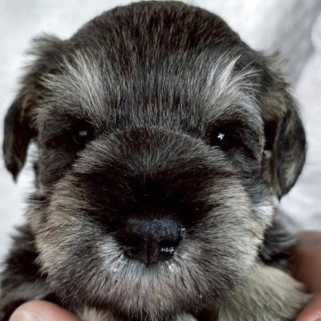 ミニチュアシュナウザー【長崎県・男の子・2025年10月6日・ソルト&ペッパー】の写真「健康診断後、受付開始！」