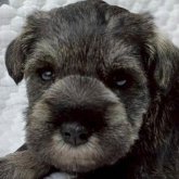 ミニチュアシュナウザー