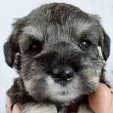 ミニチュアシュナウザー【長崎県・女の子・2025年10月6日・ソルト&ペッパー】の写真1