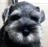 ミニチュアシュナウザー