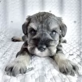 ミニチュアシュナウザー【長崎県・女の子・2025年10月6日・ソルト&ペッパー】の写真2