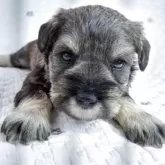 ミニチュアシュナウザー【長崎県・女の子・2025年10月6日・ソルト&ペッパー】の写真3