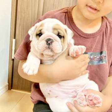 ブルドッグ【埼玉県・女の子・2025年7月10日・ホワイト&レッド】の写真「【ブルドッグ専門犬舎】むっちり短足な女の子♡」