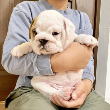 ブルドッグ【埼玉県・女の子・2025年9月4日・ホワイト&レッド】の写真「【ブルドッグ専門犬舎】むっちり美人な女の子♡」