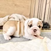 ブルドッグ